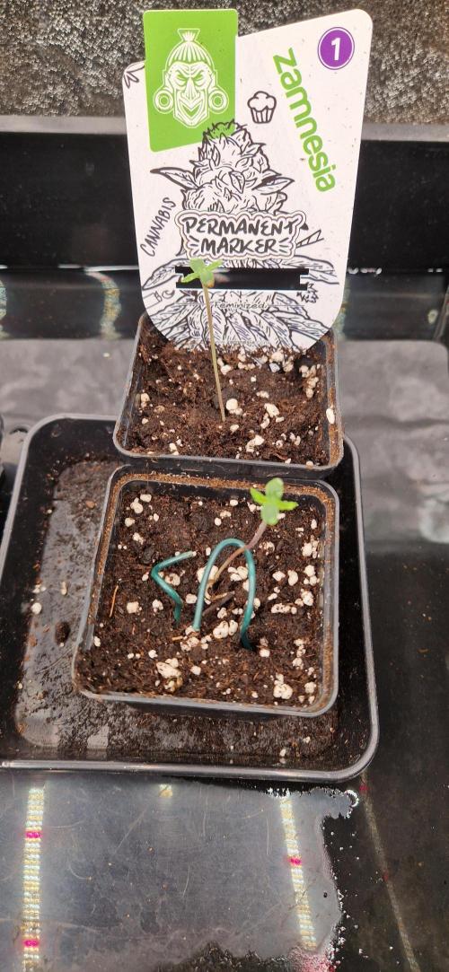 Projekt Permanent Marker 2x. Week 1 - 09.11.2025