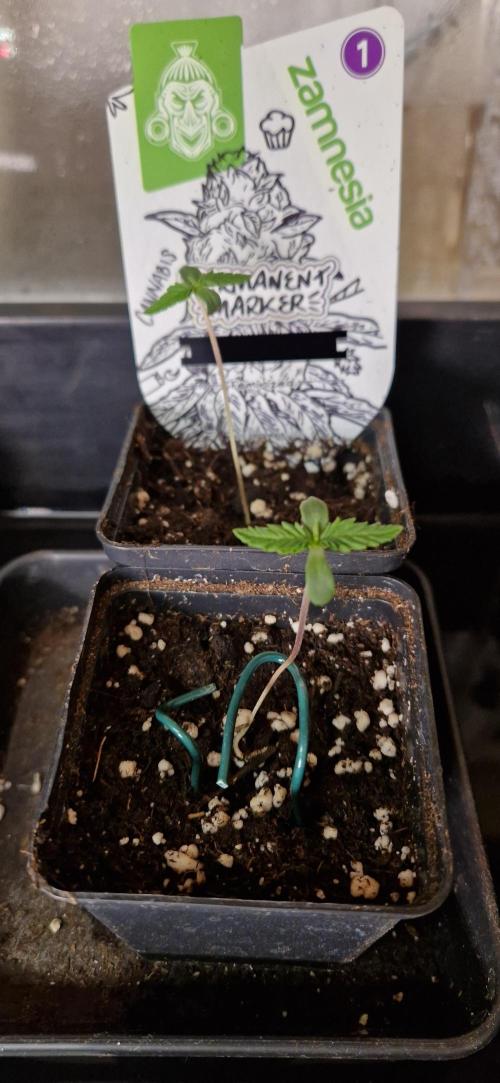 Projekt Permanent Marker 2x. Week 1 - 10.11.2025