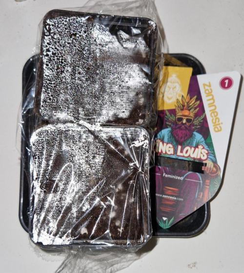 King Louis grow 2x. Week 1 - 06.11.2025