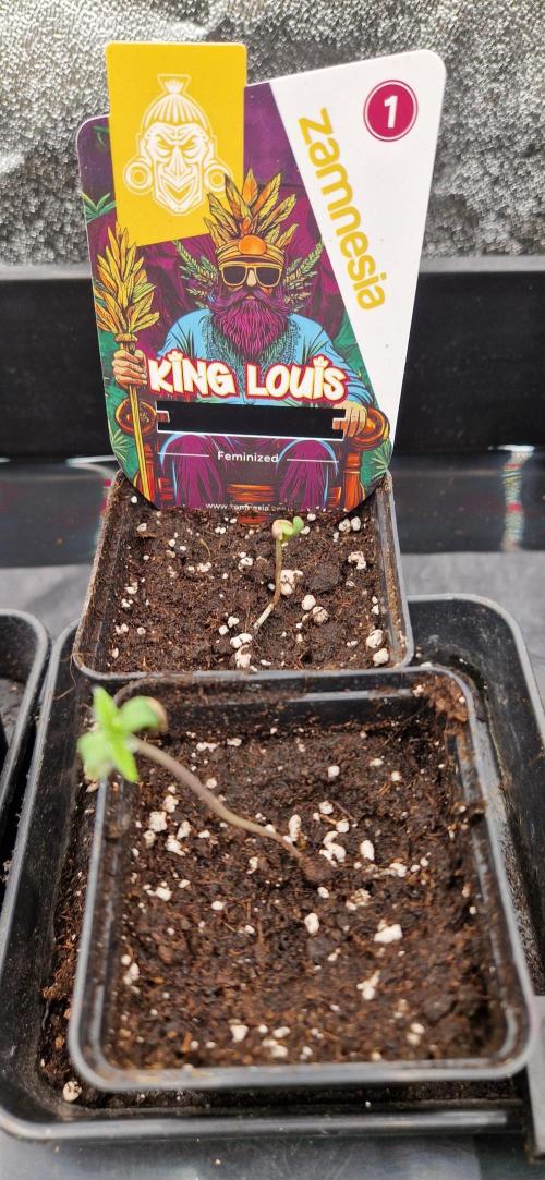 King Louis grow 2x. Week 1 - 09.11.2025