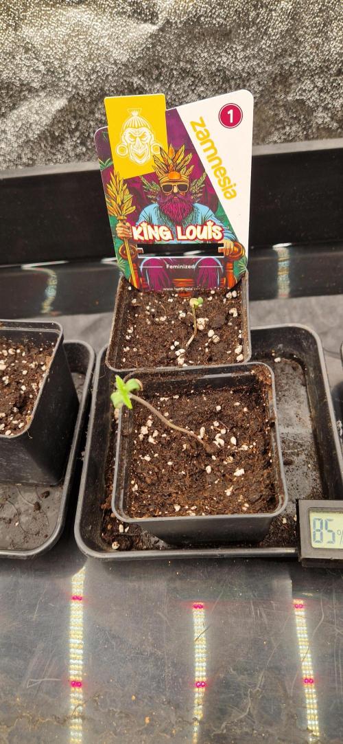 King Louis grow 2x. Week 1 - 09.11.2025