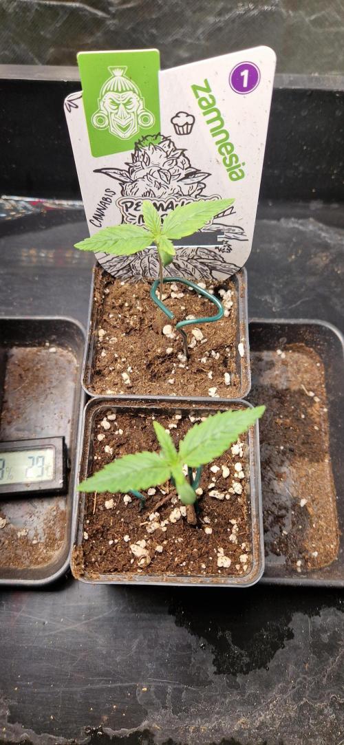 Projekt Permanent Marker 2x. Week 2 - 13.11.2025