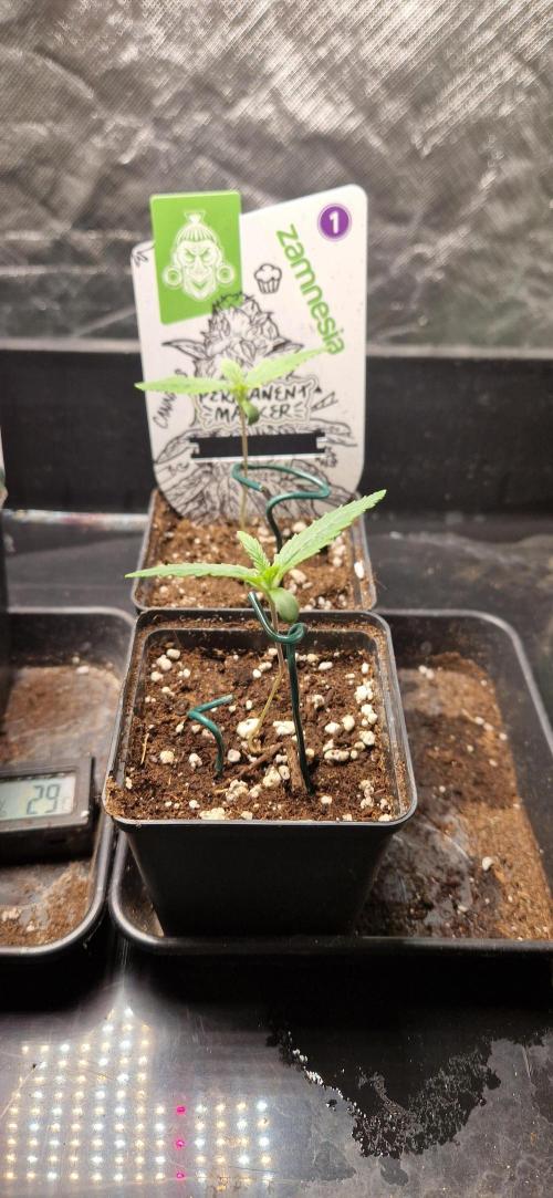 Projekt Permanent Marker 2x. Week 2 - 13.11.2025