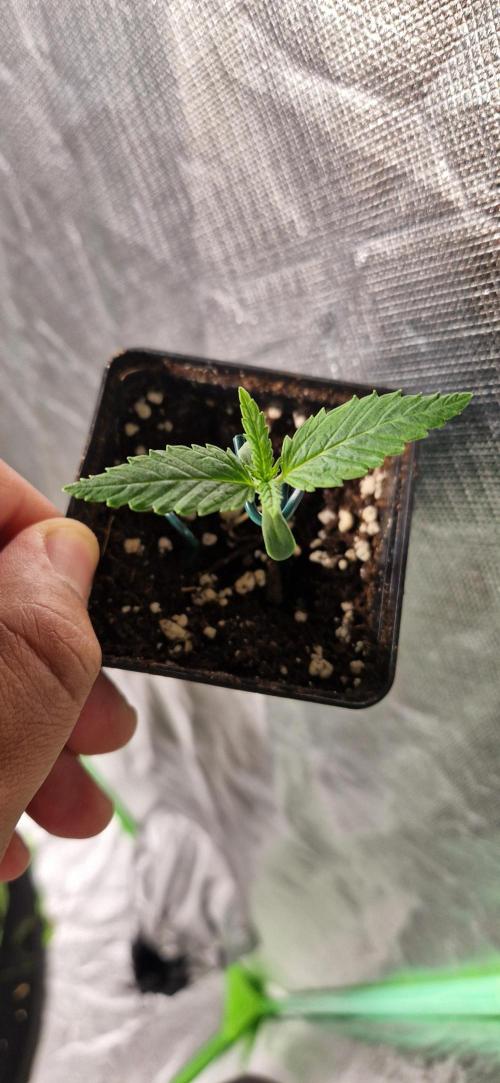 Projekt Permanent Marker 2x. Week 2 - 13.11.2025