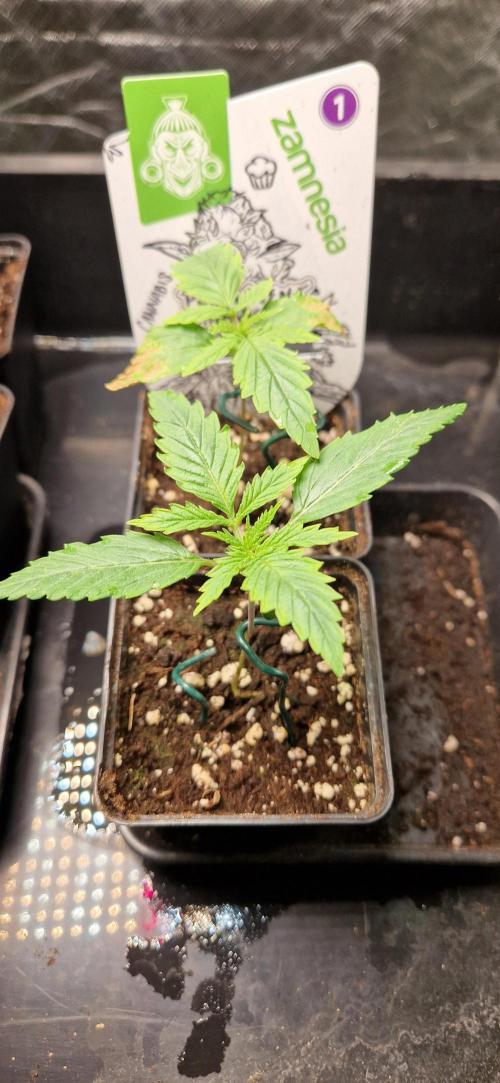 Projekt Permanent Marker 2x. Week 2 - 16.11.2025