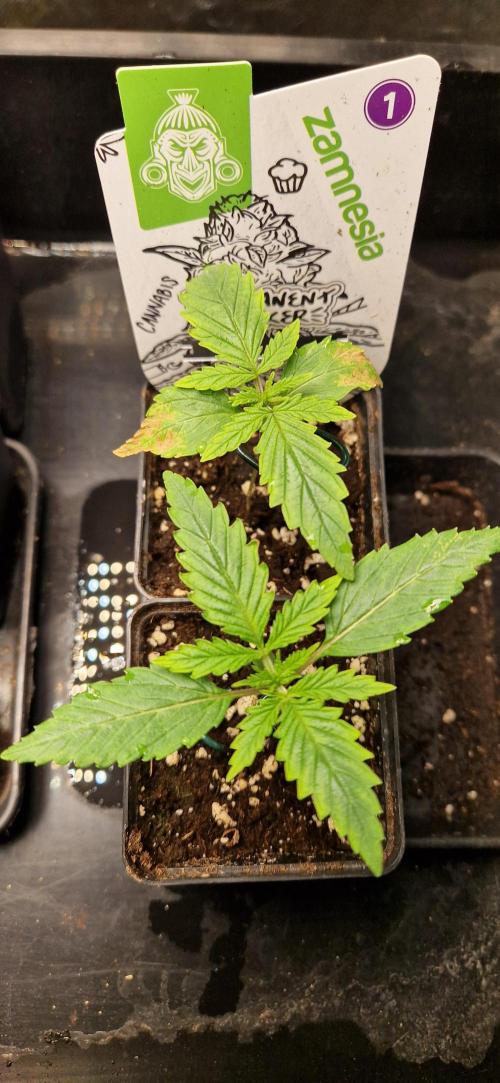 Projekt Permanent Marker 2x. Week 2 - 16.11.2025