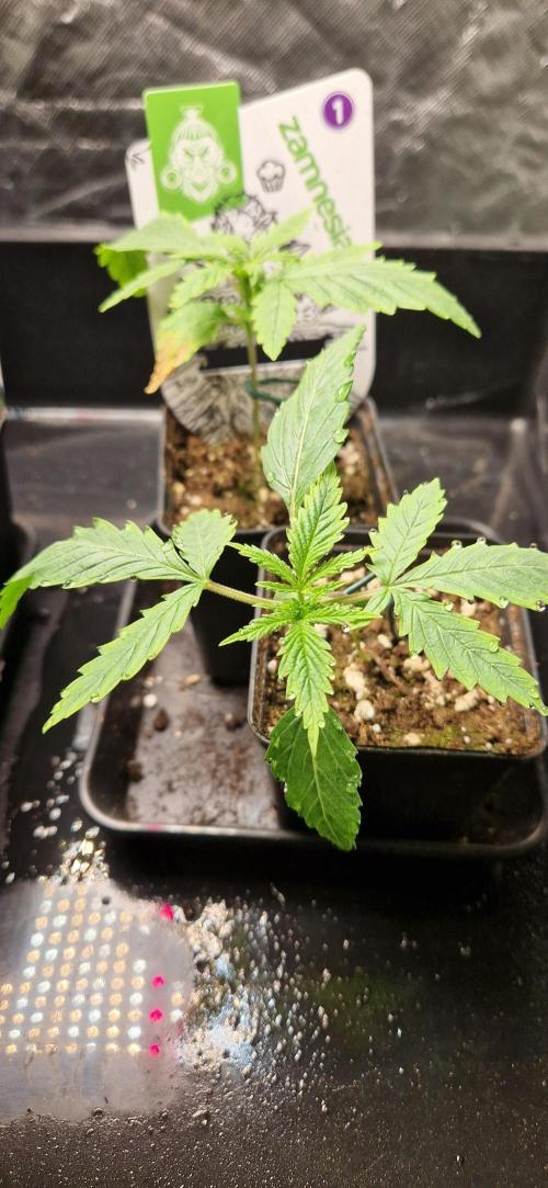 Projekt Permanent Marker 2x. Week 2 - 18.11.2025