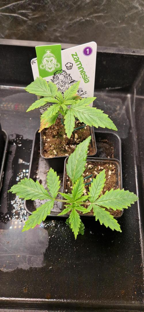 Projekt Permanent Marker 2x. Week 2 - 18.11.2025