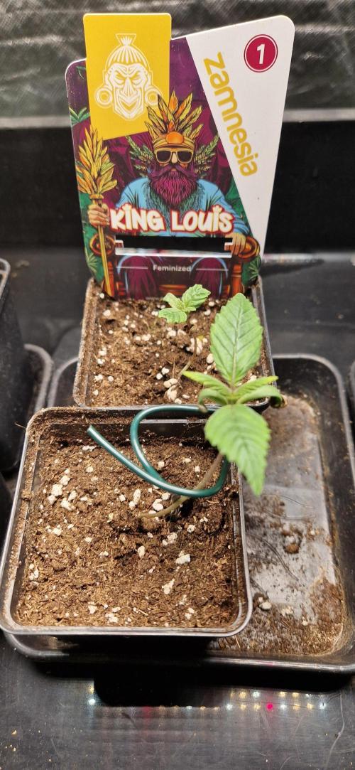 King Louis grow 2x. Week 2 - 13.11.2025