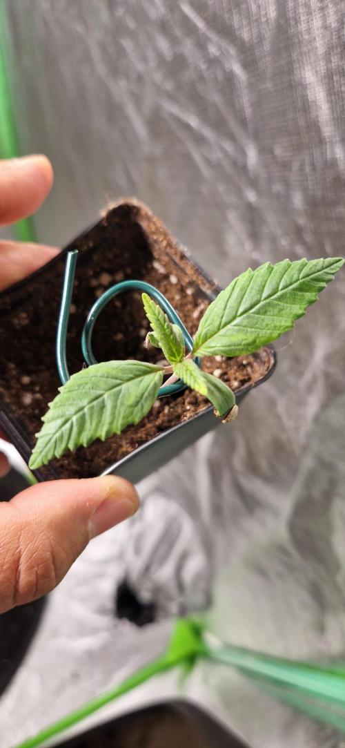 King Louis grow 2x. Week 2 - 13.11.2025