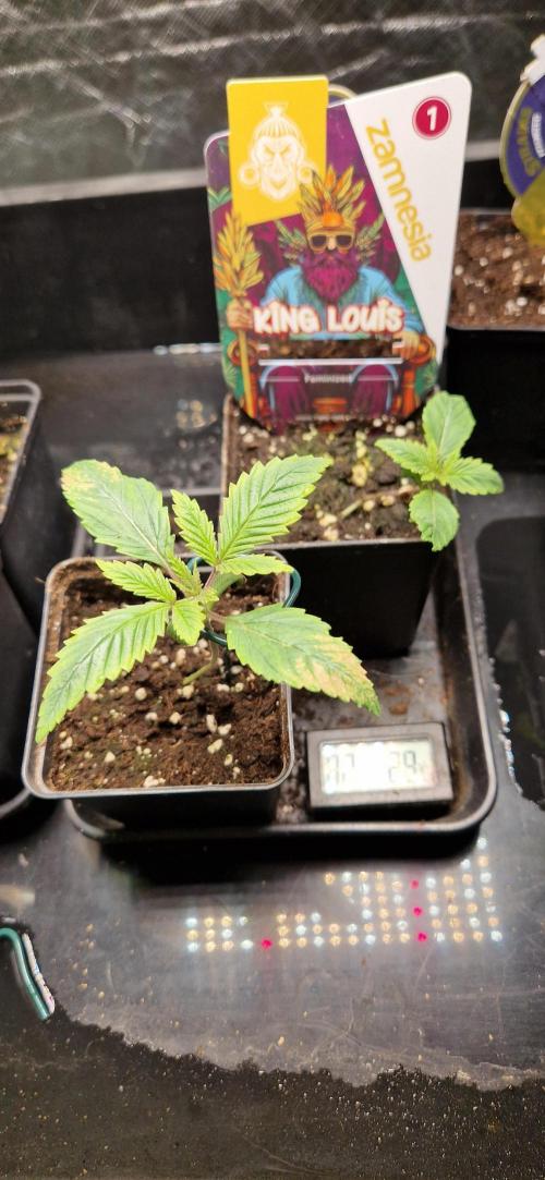 King Louis grow 2x. Week 2 - 16.11.2025