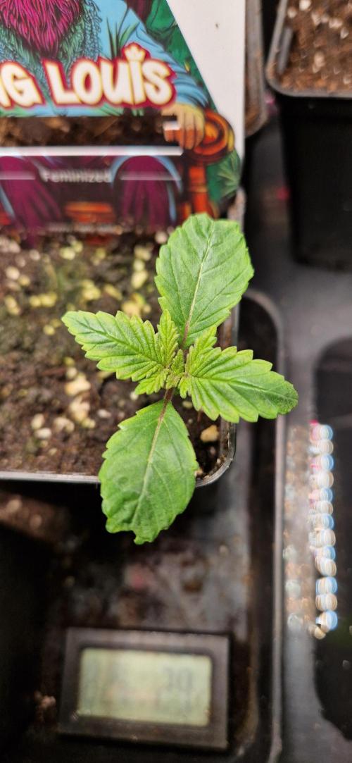 King Louis grow 2x. Week 2 - 16.11.2025