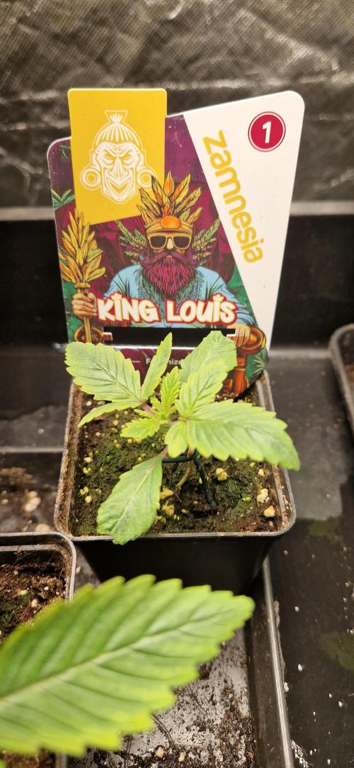 King Louis grow 2x. Week 2 - 16.11.2025