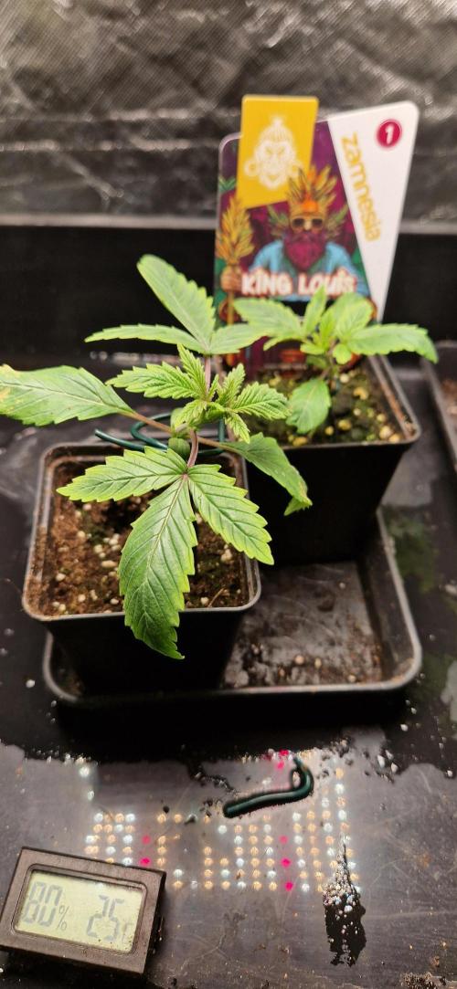 King Louis grow 2x. Week 2 - 18.11.2025