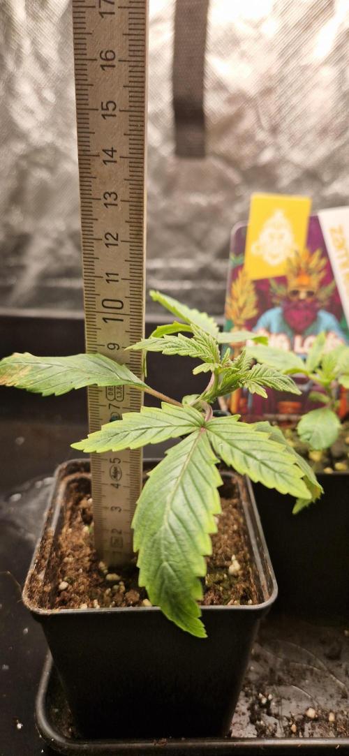 King Louis grow 2x. Week 2 - 18.11.2025