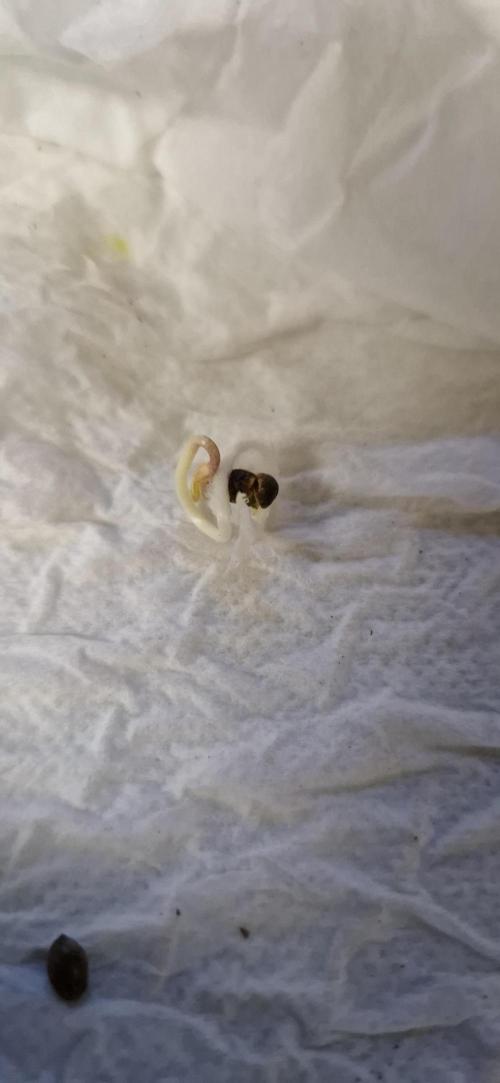 Wedding Cake Super Strains. Week 0 - 14.11