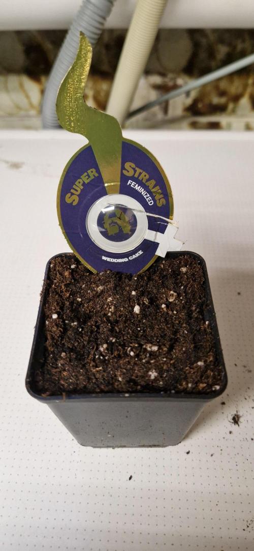 Wedding Cake Super Strains. Week 0 - 15.11