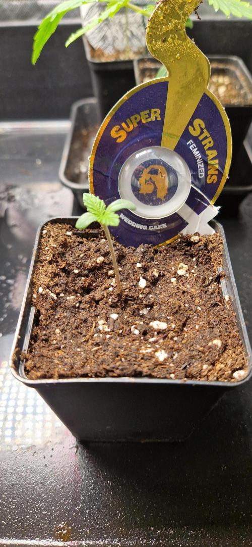 Wedding Cake Super Strains. Week 1 - 18.11