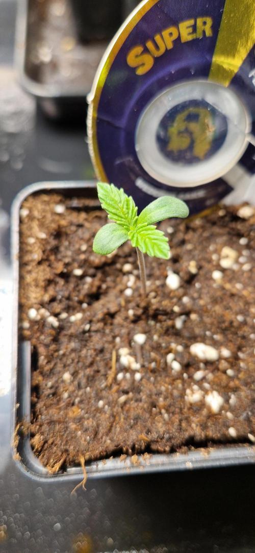 Wedding Cake Super Strains. Week 1 - 18.11