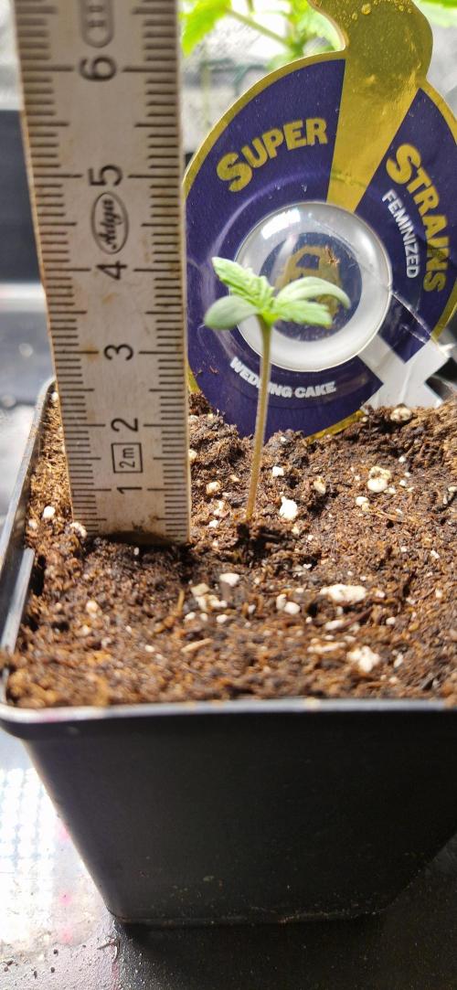 Wedding Cake Super Strains. Week 1 - 18.11