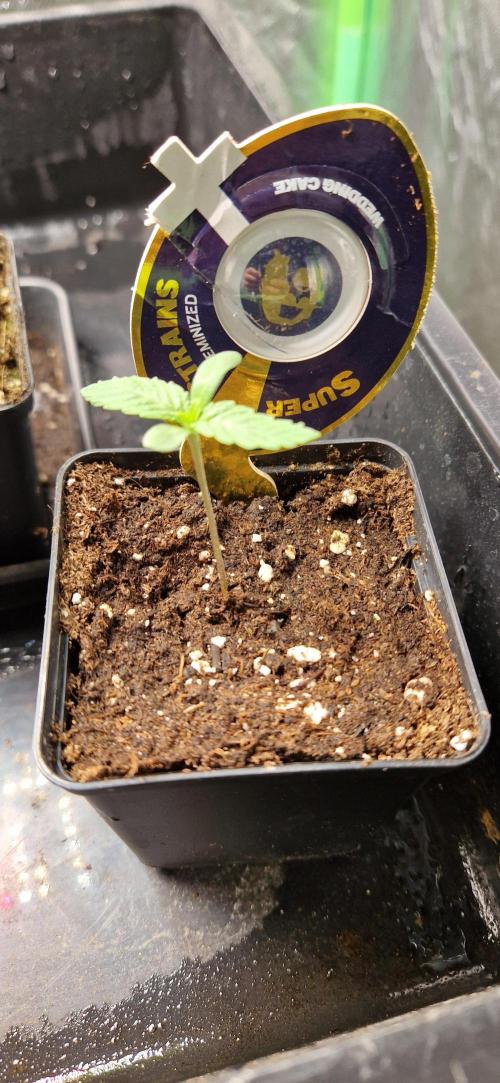 Wedding Cake Super Strains. Week 1 - 20.11