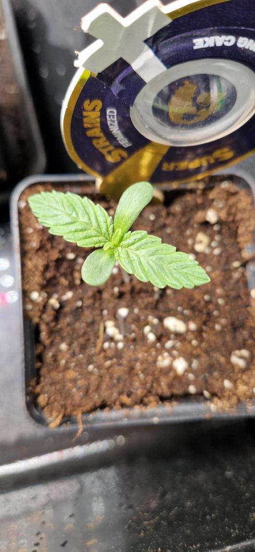 Wedding Cake Super Strains. Week 1 - 20.11