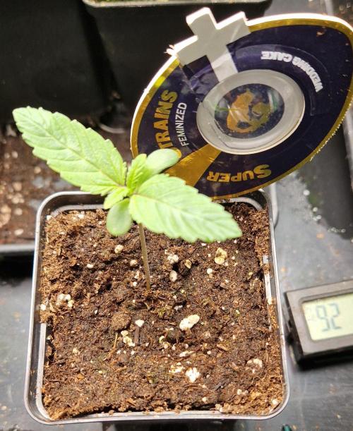 Wedding Cake Super Strains. Week 1 - 21.11