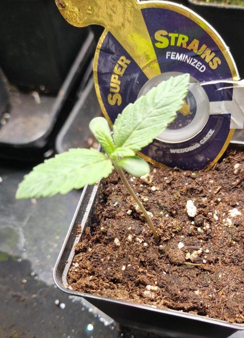Wedding Cake Super Strains. Week 1 - 21.11