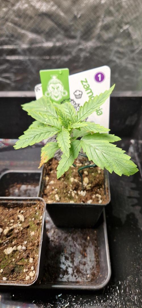 Projekt Permanent Marker 2x. Week 3 - 20.11