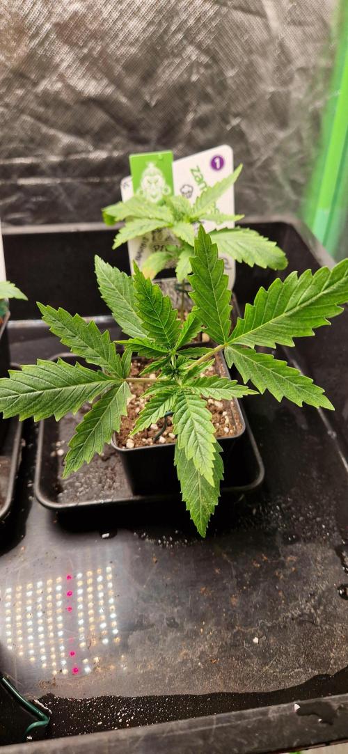 Projekt Permanent Marker 2x. Week 3 - 20.11