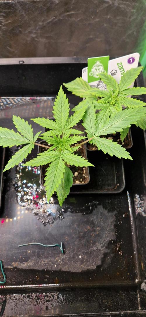 Projekt Permanent Marker 2x. Week 3 - 21.11