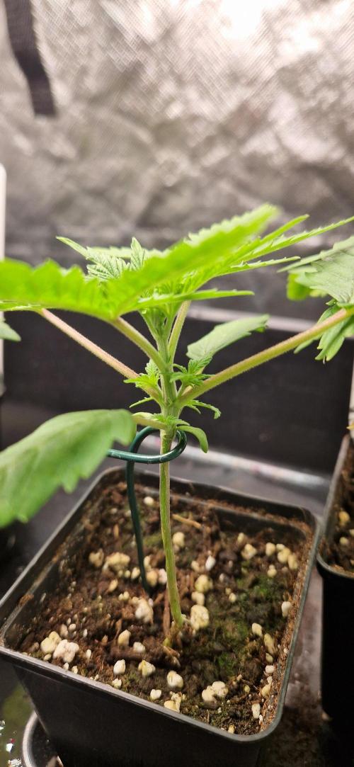 Projekt Permanent Marker 2x. Week 3 - 21.11