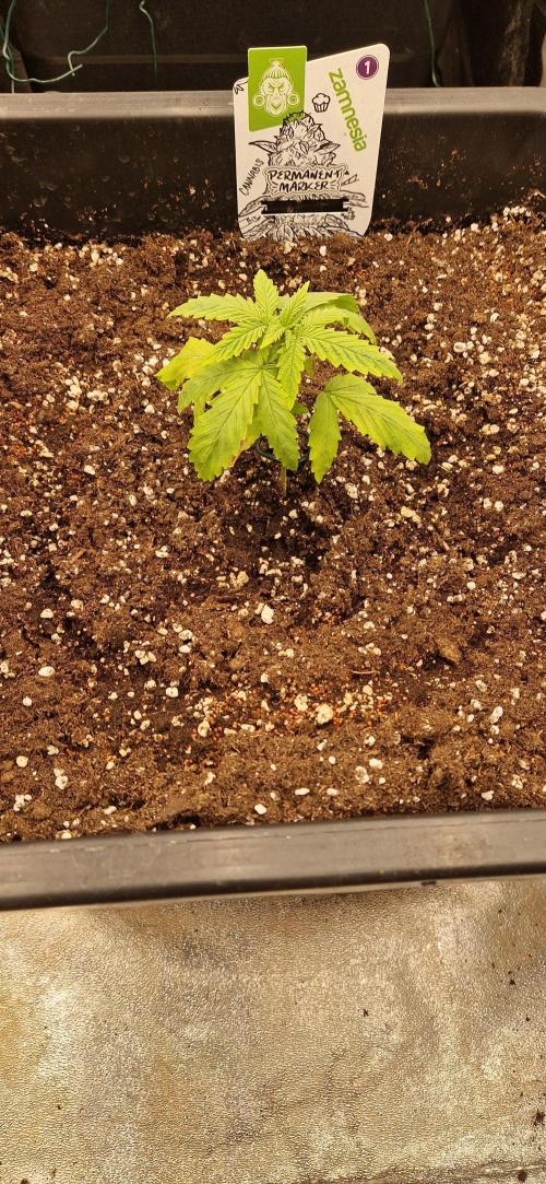 Projekt Permanent Marker 2x. Week 3 - 23.11 in 30l Kübel umgetopft