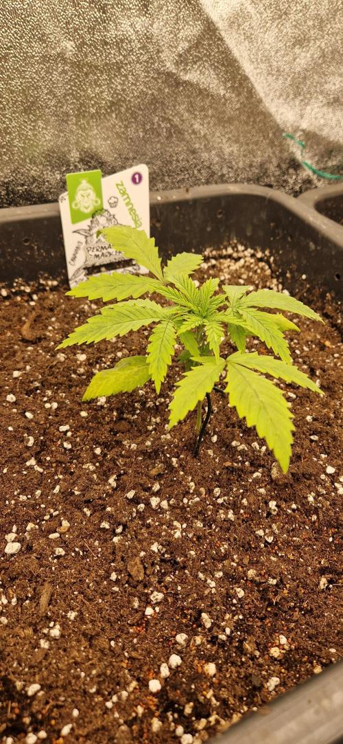 Projekt Permanent Marker 2x. Week 3 - 23.11