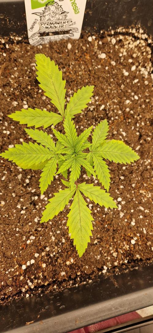 Projekt Permanent Marker 2x. Week 3 - 23.11