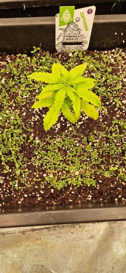 Projekt Permanent Marker 2x. Week 3 - 26.11