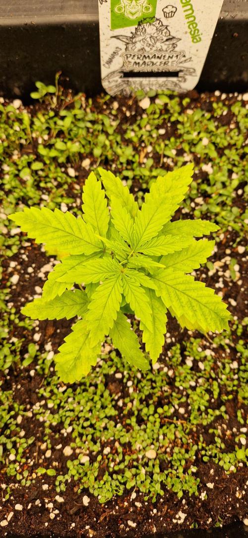 Projekt Permanent Marker 2x. Week 3 - 26.11