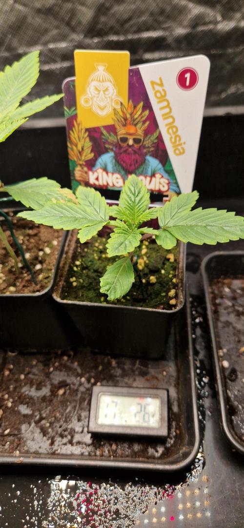 King Louis grow 2x. Week 3 - 20.11