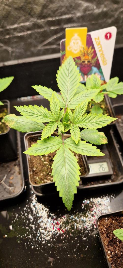 King Louis grow 2x. Week 3 - 20.11