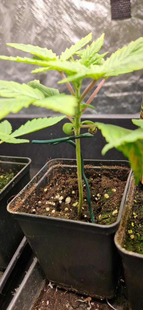 King Louis grow 2x. Week 3 - 21.11