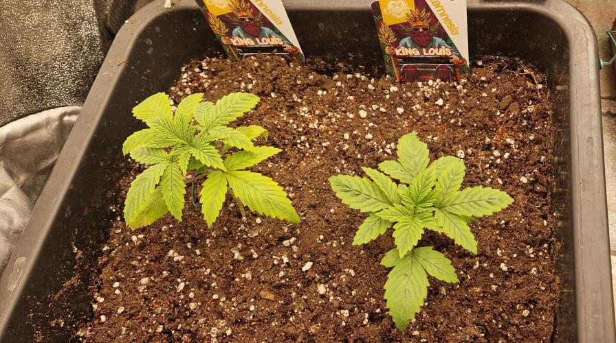 King Louis grow 2x. Week 3