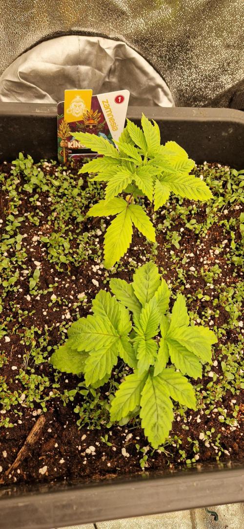 King Louis grow 2x. Week 3