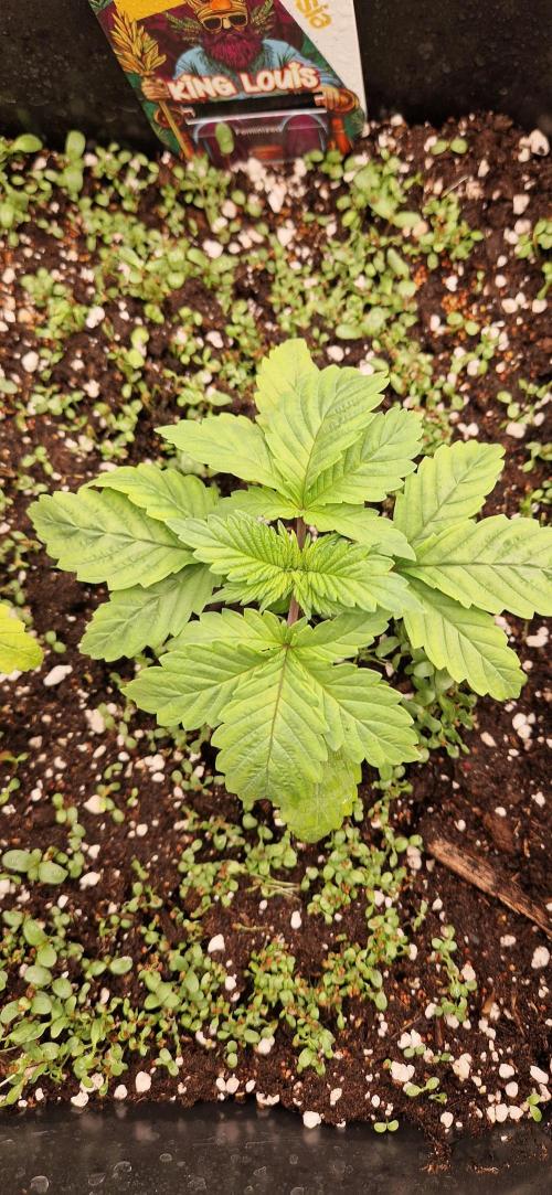 King Louis grow 2x. Week 3
