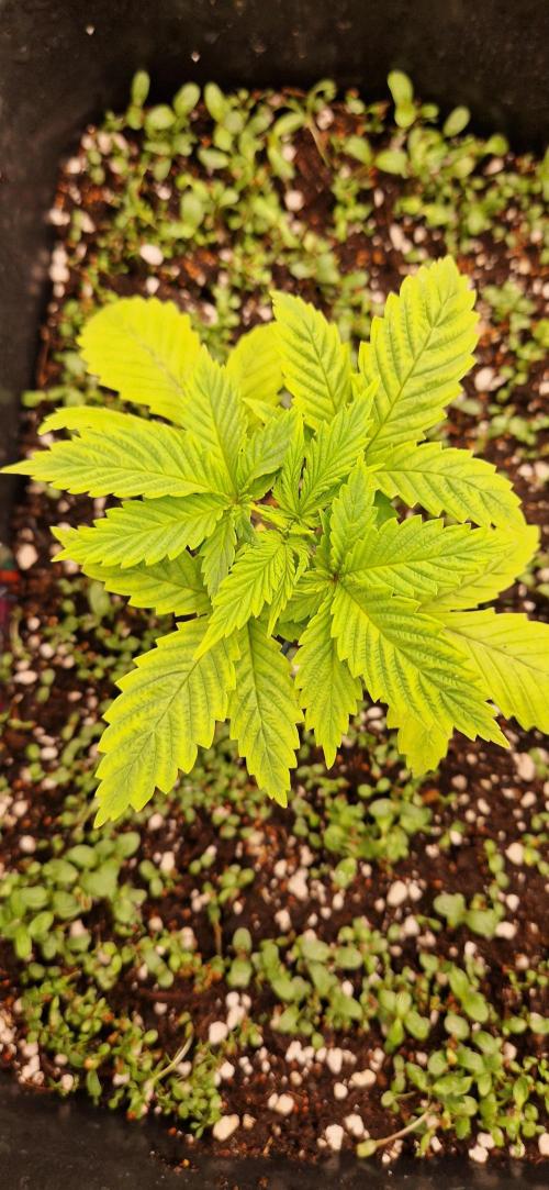 King Louis grow 2x. Week 3