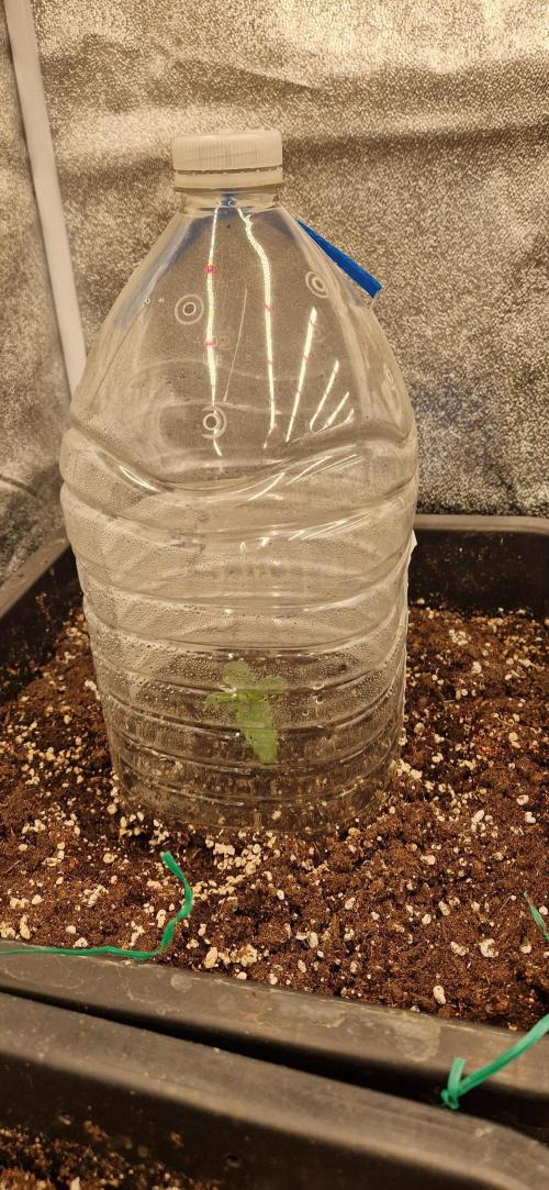 Wedding Cake Super Strains. Week 2 - 23.11 Umgetopft in einen 30liter Topf