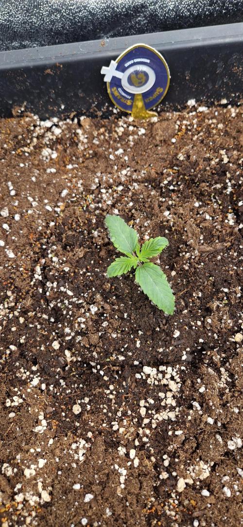 Wedding Cake Super Strains. Week 2 - 23.11