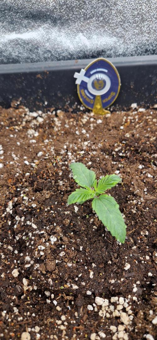 Wedding Cake Super Strains. Week 2 - 23.11