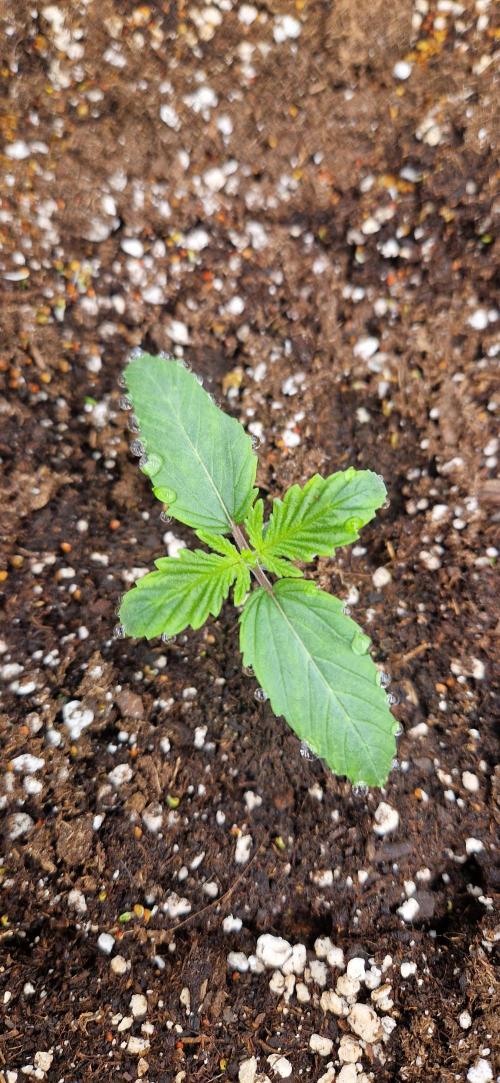 Wedding Cake Super Strains. Week 2 - 23.11