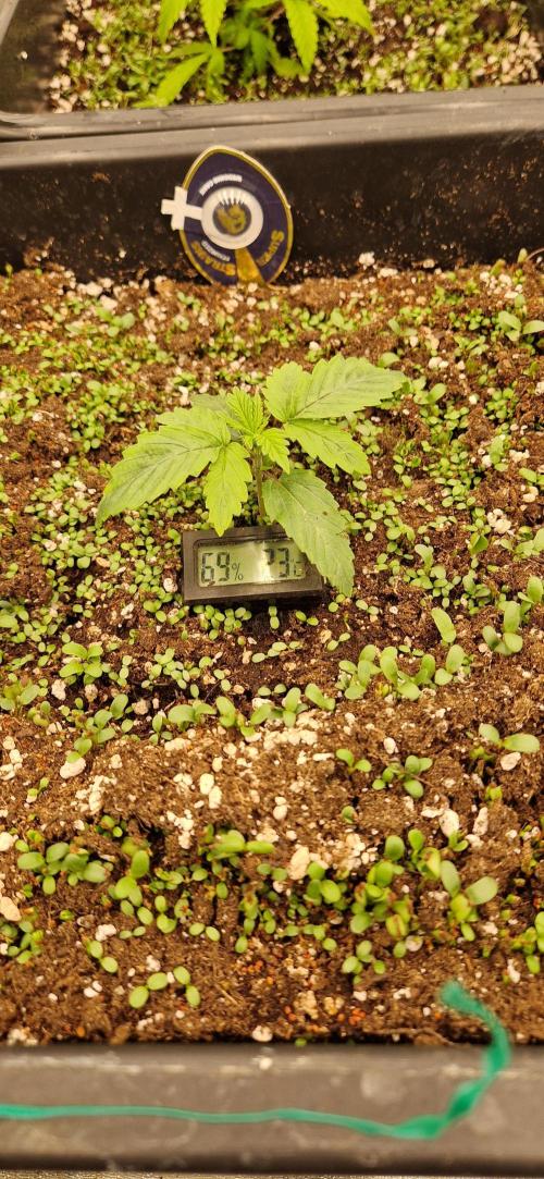 Wedding Cake Super Strains. Week 2 - 26.11