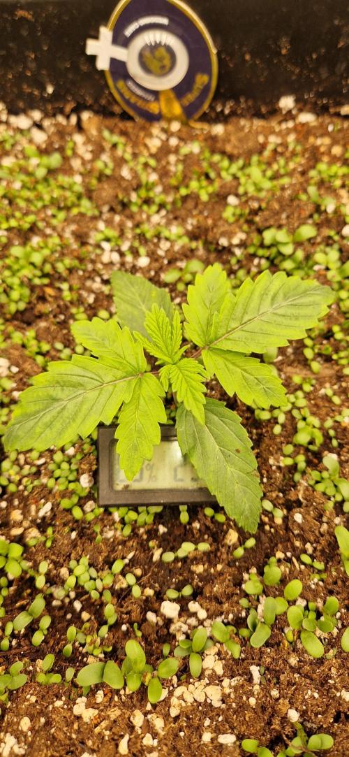 Wedding Cake Super Strains. Week 2 - 26.11